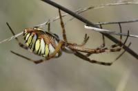 Argiope bruennichi