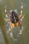 Araneus diadematus