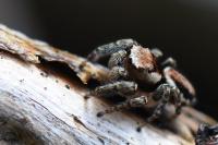 Evarcha falcata