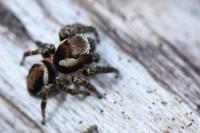 Evarcha falcata