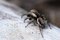 Evarcha falcata