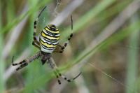 Argiope bruennichi