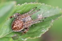 Agalenatea redii