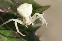 Thomisus onustus