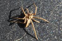 Pisaura mirabilis