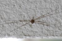 Dicranopalpus ramosus