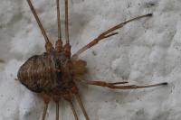 Dicranopalpus ramosus