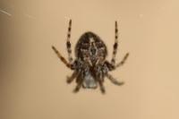 Agalenatea redii