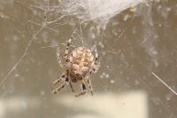Larinioides