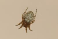 Larinioides