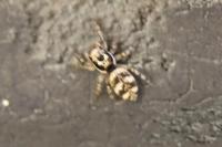 Salticus scenicus