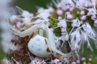 Misumena vatia