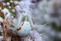 Misumena vatia