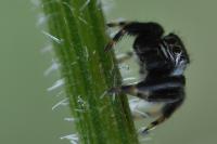Evarcha arcuata