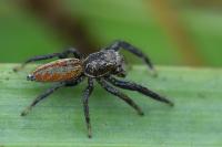 Marpissa radiata