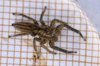 Marpissa radiata