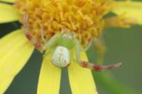 Ebrechtella tricuspidata