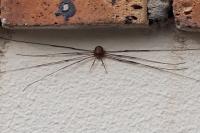 Dicranopalpus ramosus