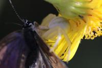 Misumena vatia