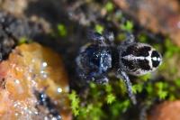 Pellenes tripunctatus