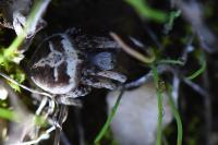 Agalenatea redii