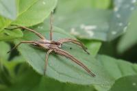 Pisaura mirabilis