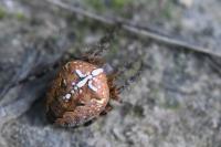 Araneus diadematus