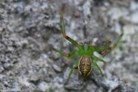 Diaea dorsata