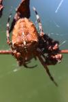 Araneus diadematus
