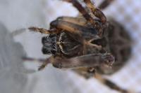 Larinioides sclopetarius