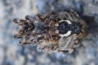Larinioides sclopetarius