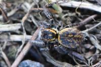 Carrhotus xanthogramma