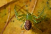Diaea dorsata