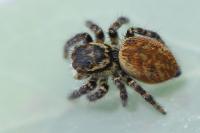 Carrhotus xanthogramma