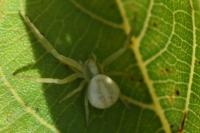 Misumena vatia