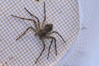 Philodromus margaritatus