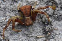 Pistius truncatus