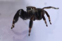 Evarcha arcuata