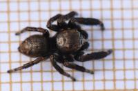 Evarcha arcuata