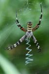 Argiope bruennichi