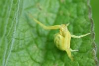 Misumena vatia
