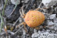 Araneus diadematus