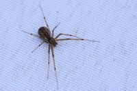 Linyphia triangularis