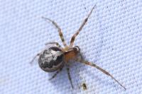 Zygiella x-notata