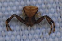 Pistius truncatus