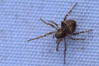 Gibbaranea bituberculata