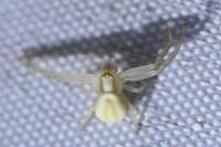 Misumena vatia