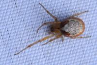 Zygiella atrica