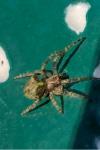 Gibbaranea gibbosa