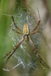 Argiope bruennichi